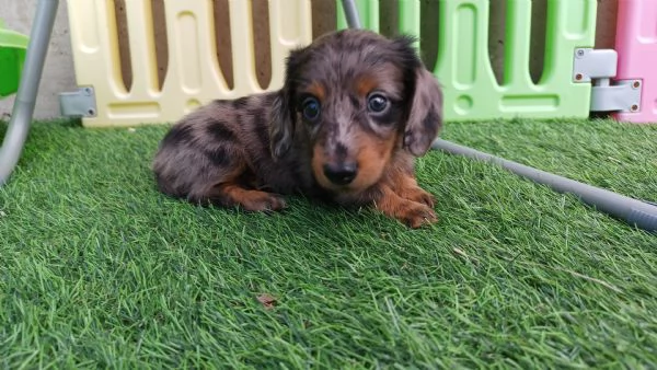 Bassotto arlecchino pelo lungo  | Foto 1