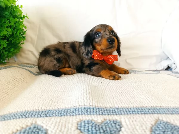 Bassotto arlecchino pelo lungo 