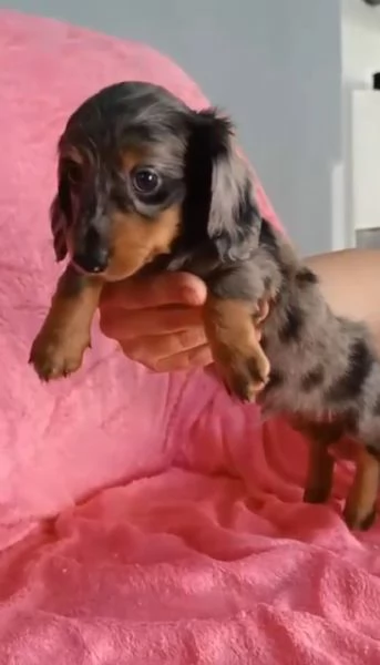 Bassotto arlecchino pelo lungo 