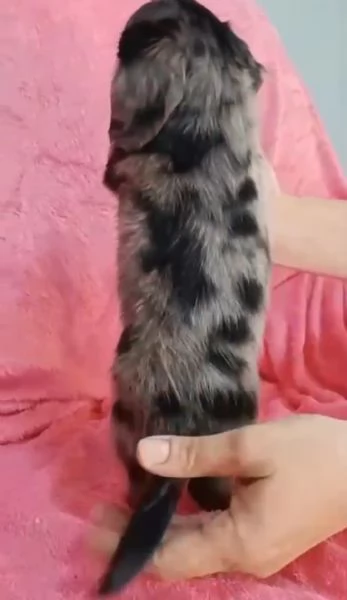 Bassotto arlecchino pelo lungo  | Foto 3