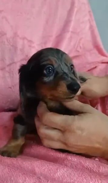 Bassotto arlecchino pelo lungo  | Foto 2