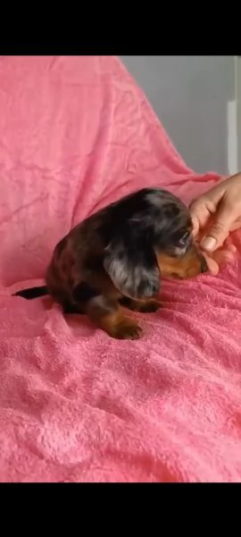 Bassotto arlecchino pelo lungo  | Foto 1