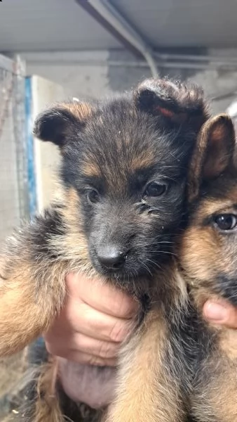 cuccioli pastore tedesco  | Foto 2