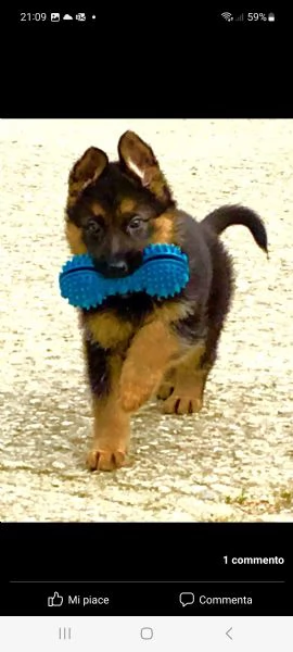 cuccioli pastore tedesco  | Foto 0