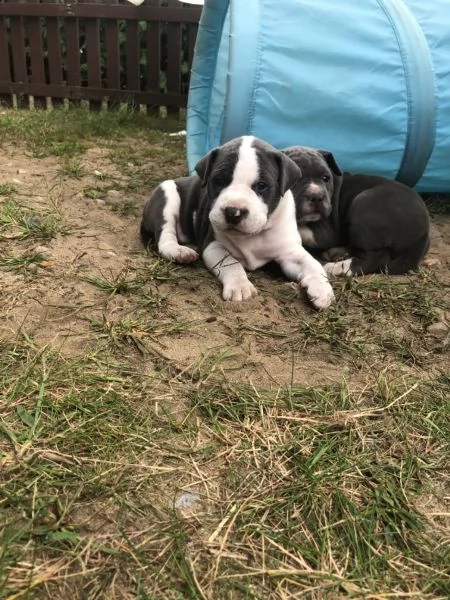  cuccioli pit bull | Foto 1