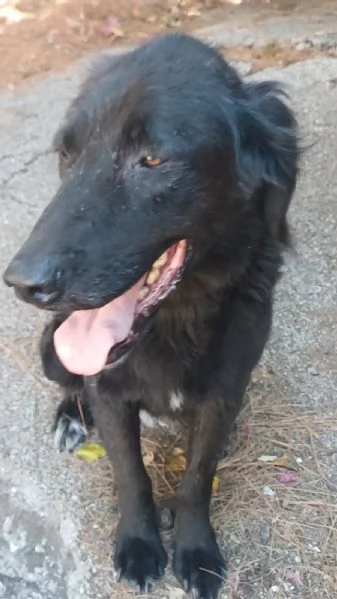  Luna cerca adozione in tutta Italia