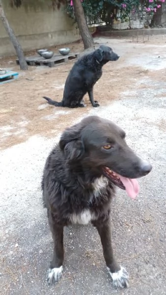  Luna cerca adozione in tutta Italia | Foto 0