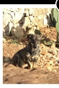 Gil adozione del cuore in tutta Italia | Foto 0