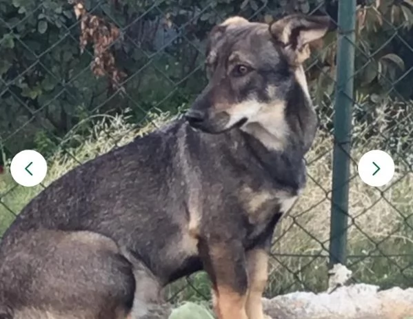 Gil adozione del cuore in tutta Italia