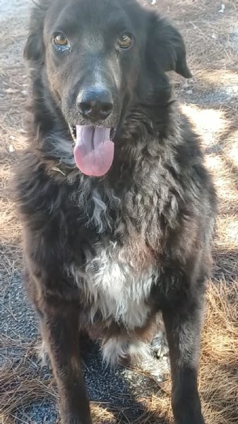 Kalù cerca una casa | Foto 1