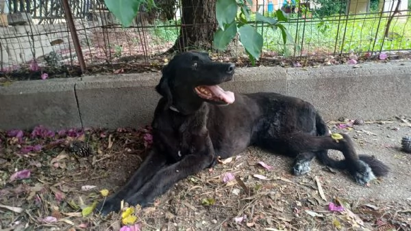 Kalù cerca una casa