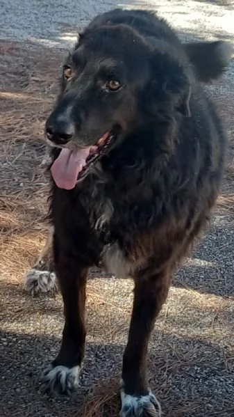 Kalù cerca una casa | Foto 0