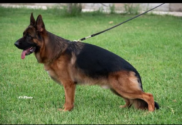 STUPENDI CUCCIOLI DI PASTORE TEDESCO  | Foto 4