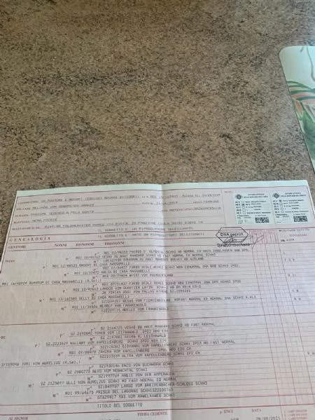 VENDO FATTRICE DI PASTORE TEDESCO DA BELLEZZA | Foto 0