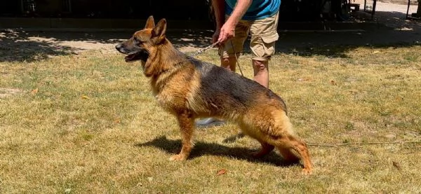 VENDO FATTRICE DI PASTORE TEDESCO DA BELLEZZA