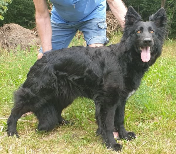 VENDO FATTRICE DI PASTORE TEDESCO NERO A PELO LUNGO