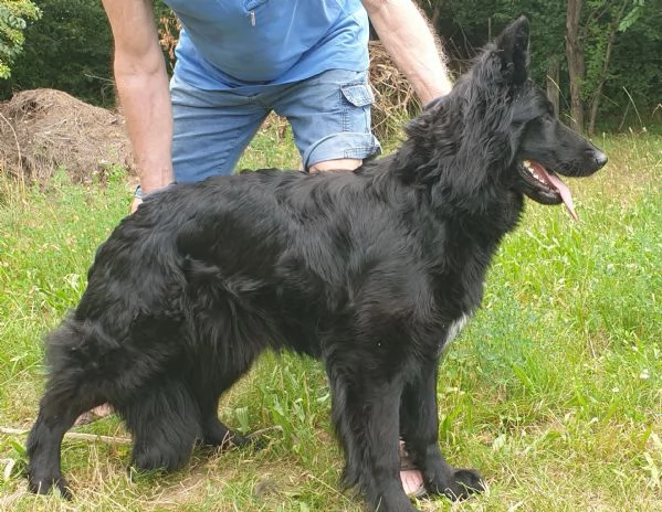 VENDO FATTRICE DI PASTORE TEDESCO NERO A PELO LUNGO | Foto 2