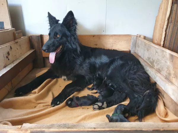 VENDO FATTRICE DI PASTORE TEDESCO NERO A PELO LUNGO | Foto 1