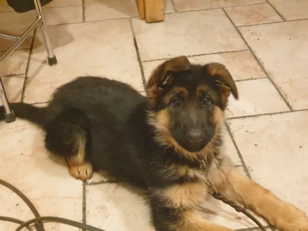 ULTIMA CUCCIOLA DI PASTORE TEDESCO | Foto 2