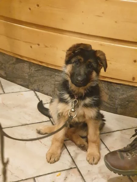 ULTIMA CUCCIOLA DI PASTORE TEDESCO | Foto 2