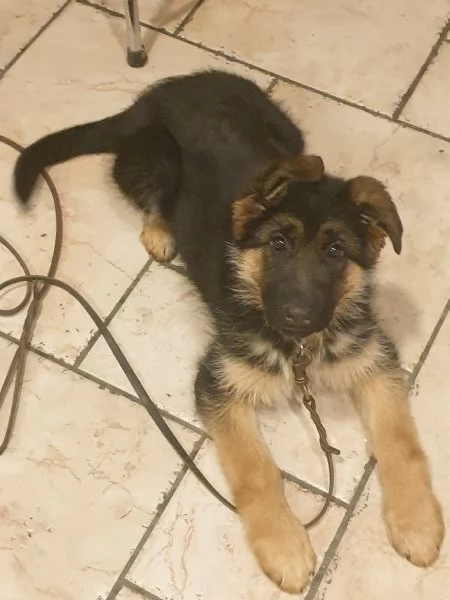 ULTIMA CUCCIOLA DI PASTORE TEDESCO | Foto 1