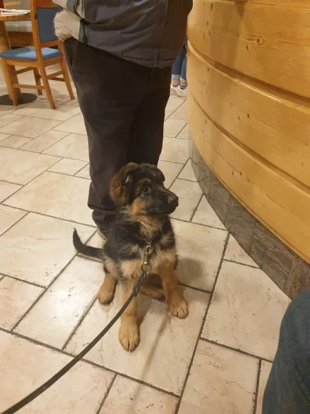 ULTIMA CUCCIOLA DI PASTORE TEDESCO | Foto 0