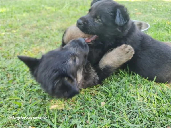 Vendo cuccioli pastore tedesco linee da lavoro | Foto 4
