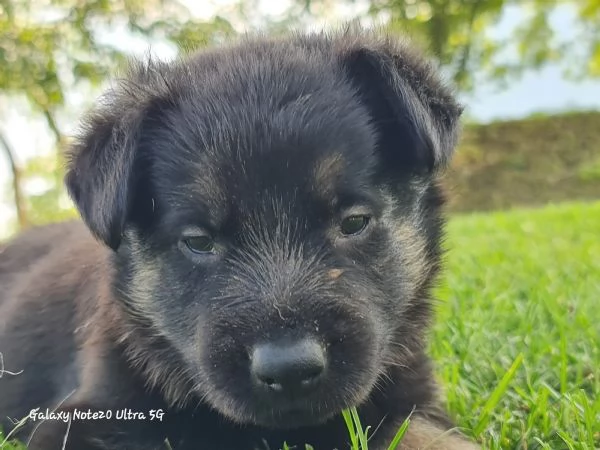 Vendo cuccioli pastore tedesco linee da lavoro