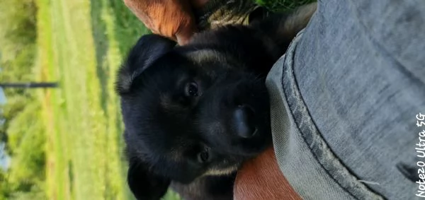 Vendo cuccioli pastore tedesco linee da lavoro | Foto 3