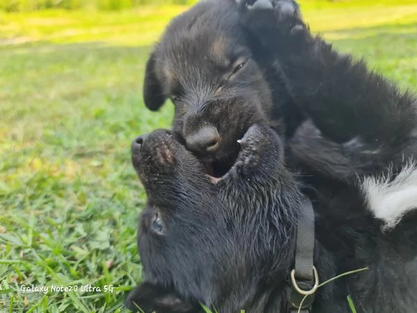 Vendo cuccioli pastore tedesco linee da lavoro | Foto 2