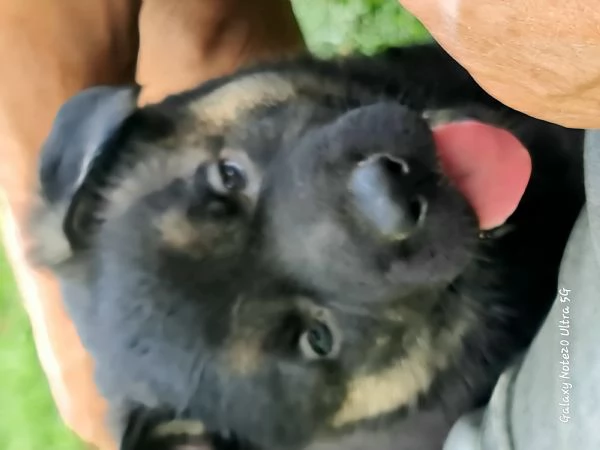 Vendo cuccioli pastore tedesco linee da lavoro | Foto 1