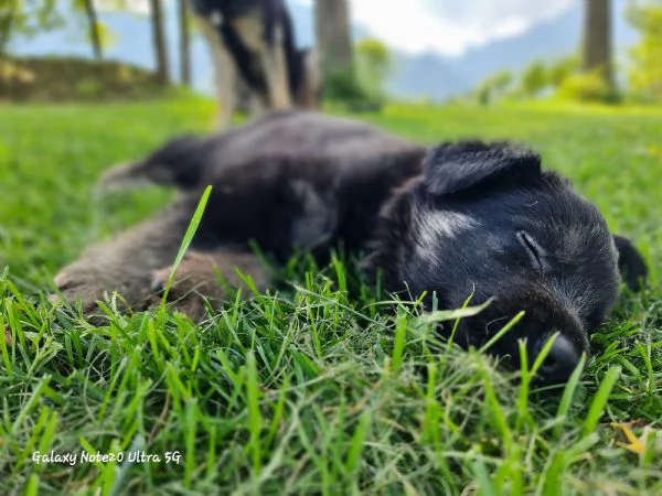 Vendo cuccioli pastore tedesco linee da lavoro | Foto 0
