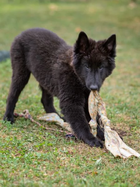 Cucciolo pastore belga groenendael | Foto 7