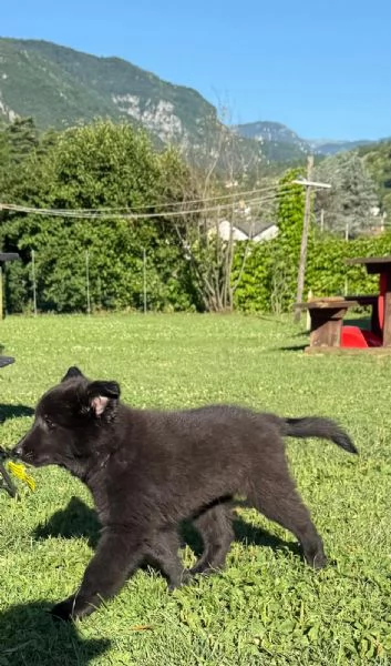 Cucciolo pastore belga groenendael | Foto 5