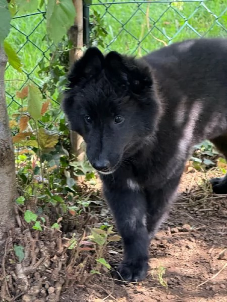 Cucciolo pastore belga groenendael | Foto 4
