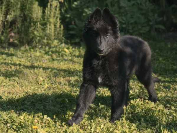 Cucciolo pastore belga groenendael | Foto 3