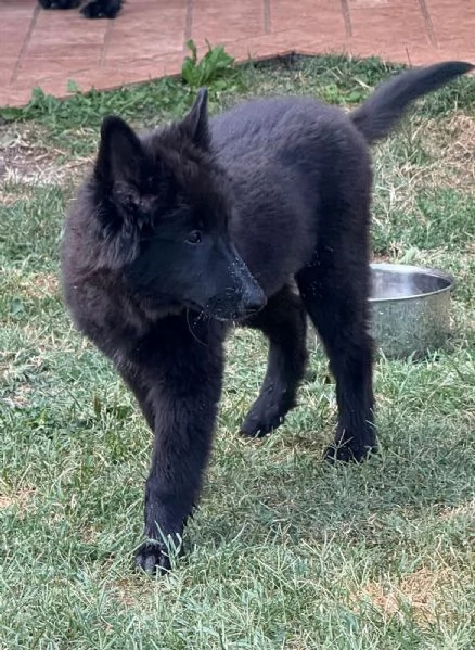 Cucciolo pastore belga groenendael | Foto 2