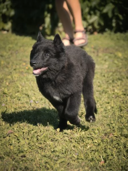 Cucciolo pastore belga groenendael | Foto 1