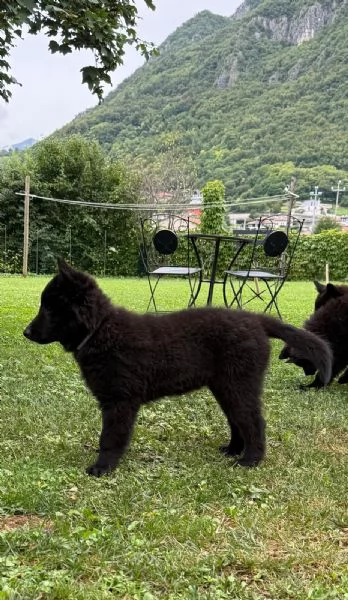 Cucciolo pastore belga groenendael | Foto 0
