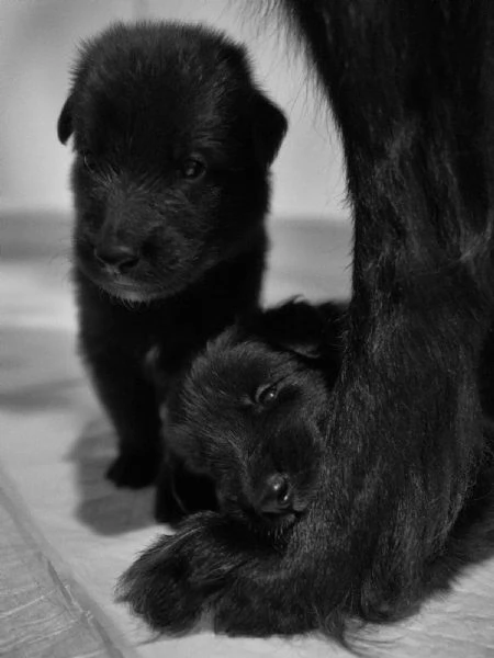 Cuccioli pastore belga groenendael | Foto 7