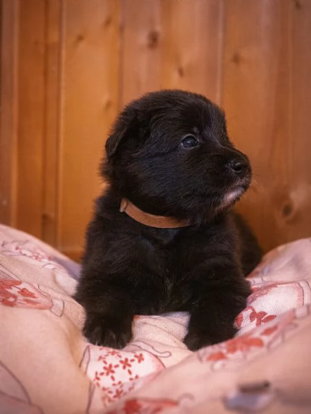 Cuccioli pastore belga groenendael | Foto 6