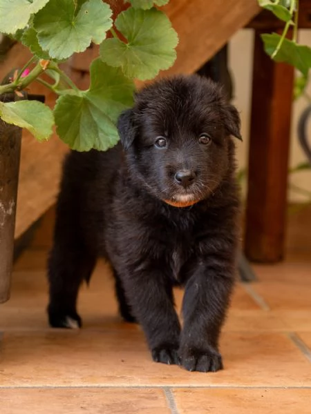 Cuccioli pastore belga groenendael | Foto 11