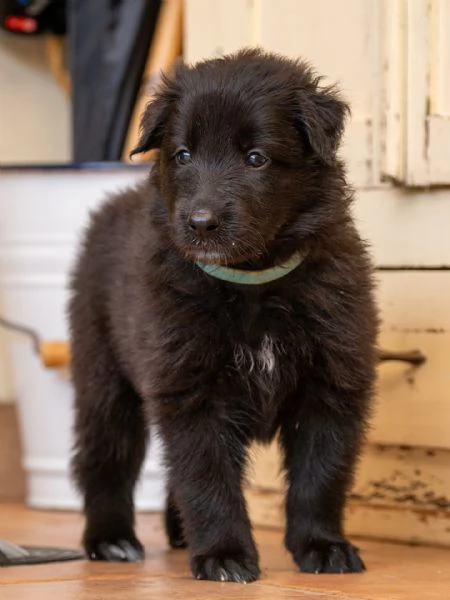 Cuccioli pastore belga groenendael | Foto 10