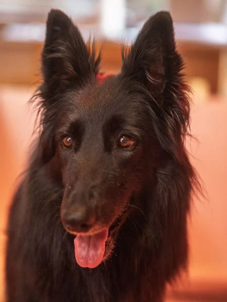 Cuccioli pastore belga groenendael | Foto 5