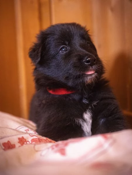 Cuccioli pastore belga groenendael | Foto 4
