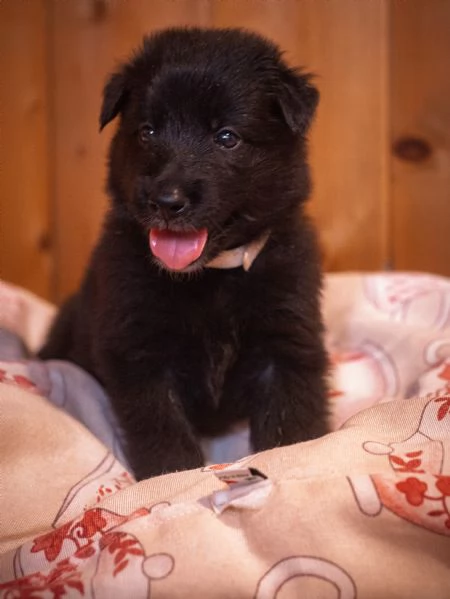 Cuccioli pastore belga groenendael | Foto 3