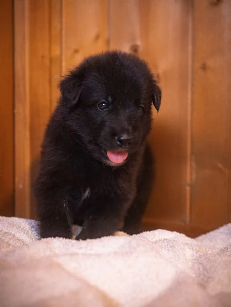Cuccioli pastore belga groenendael | Foto 2