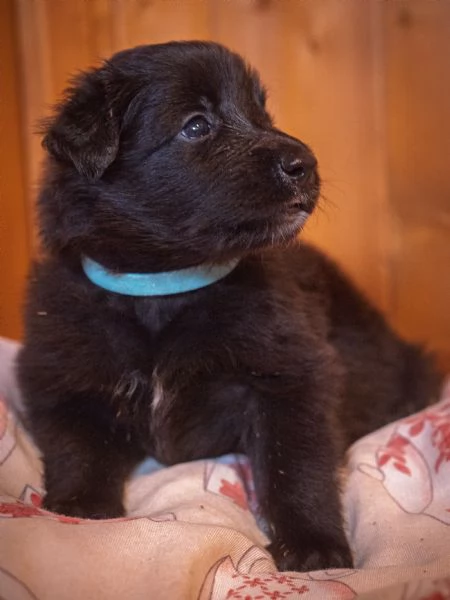 Cuccioli pastore belga groenendael | Foto 1
