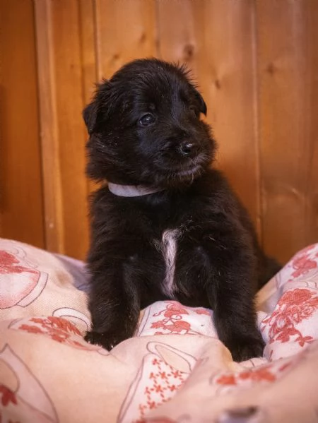 Cuccioli pastore belga groenendael | Foto 0