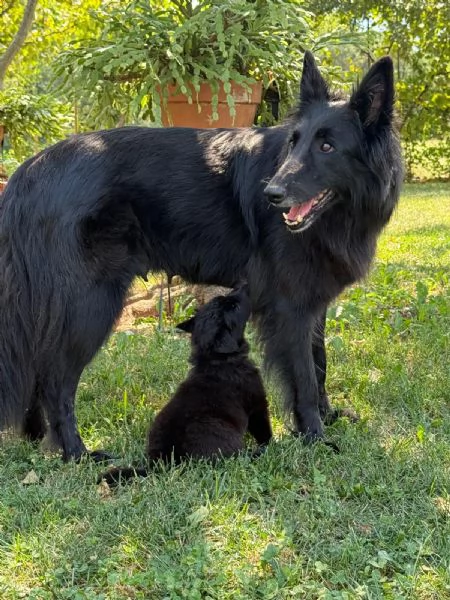 Cuccioli pastore belga groenendael | Foto 3